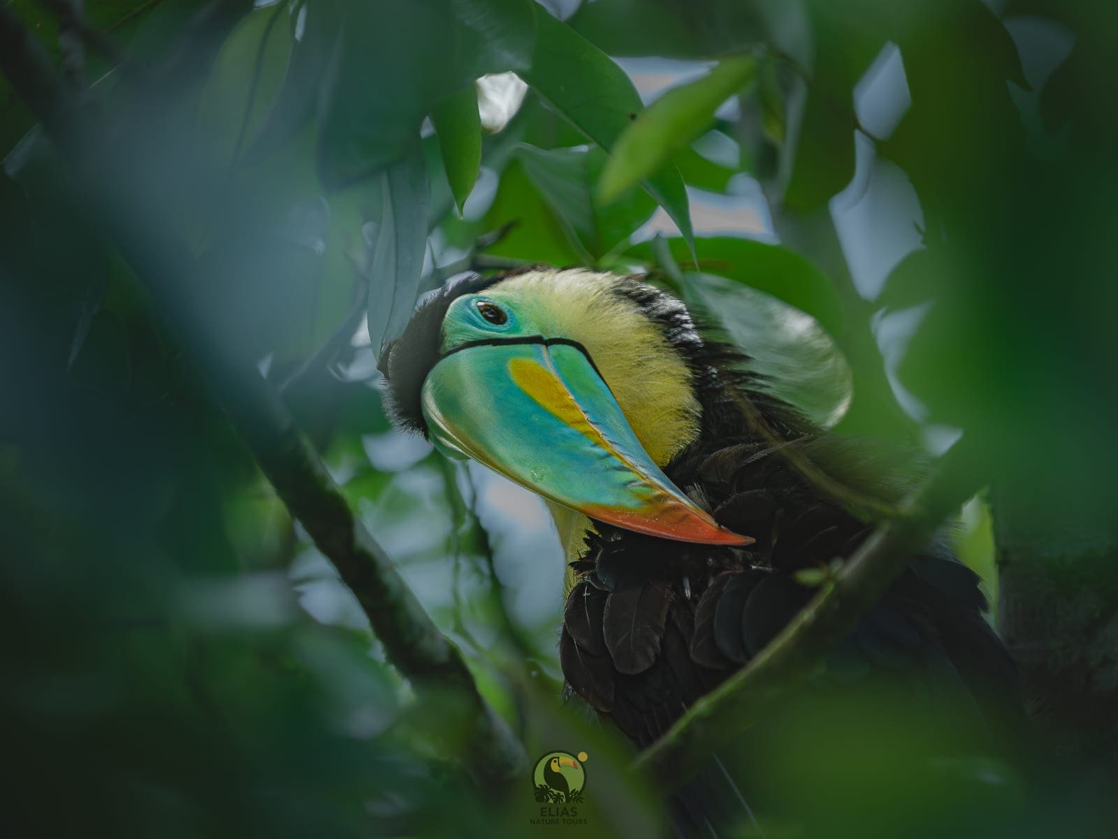 Costa Rica nature tour photo