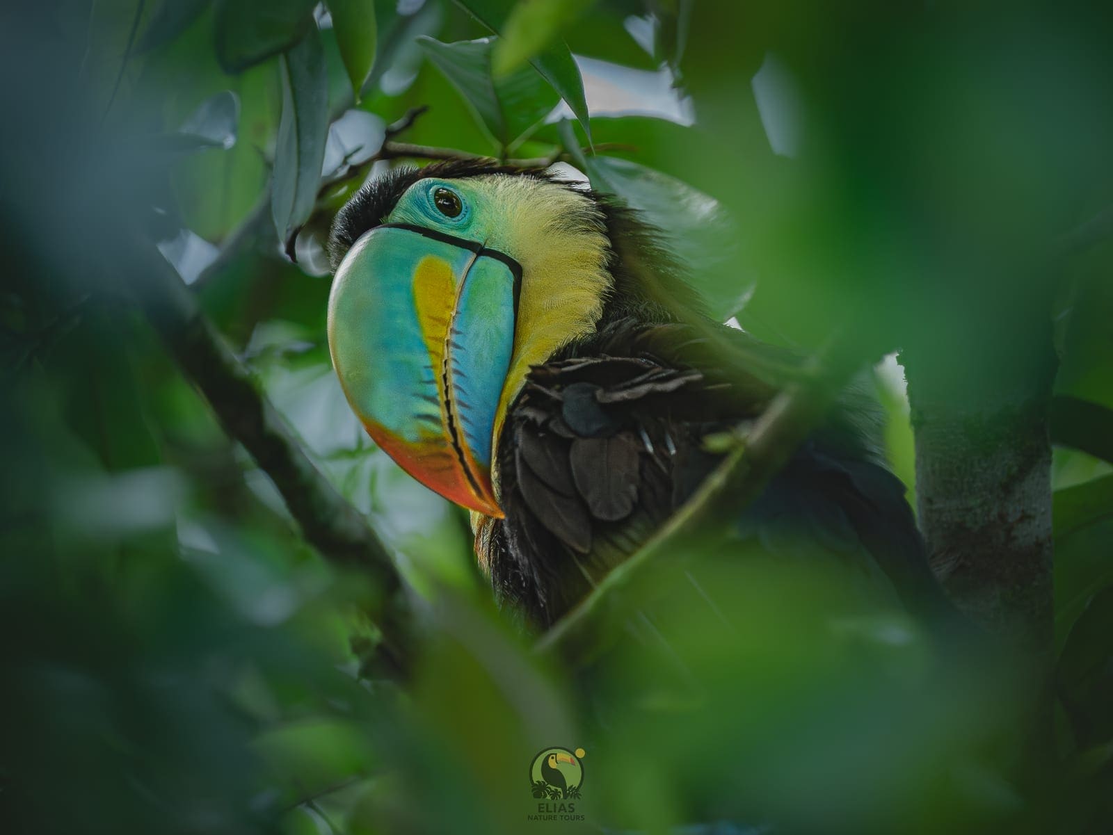 Costa Rica nature tour photo