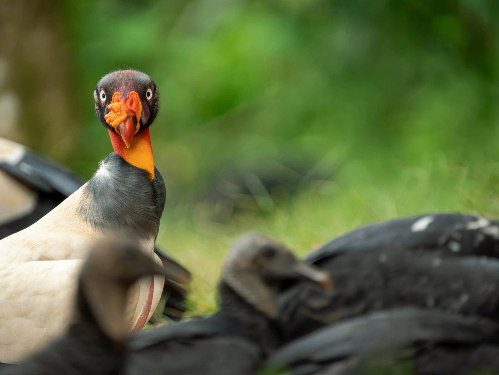 King Vulture — Boca Tapada photography expedition, Costa Rica