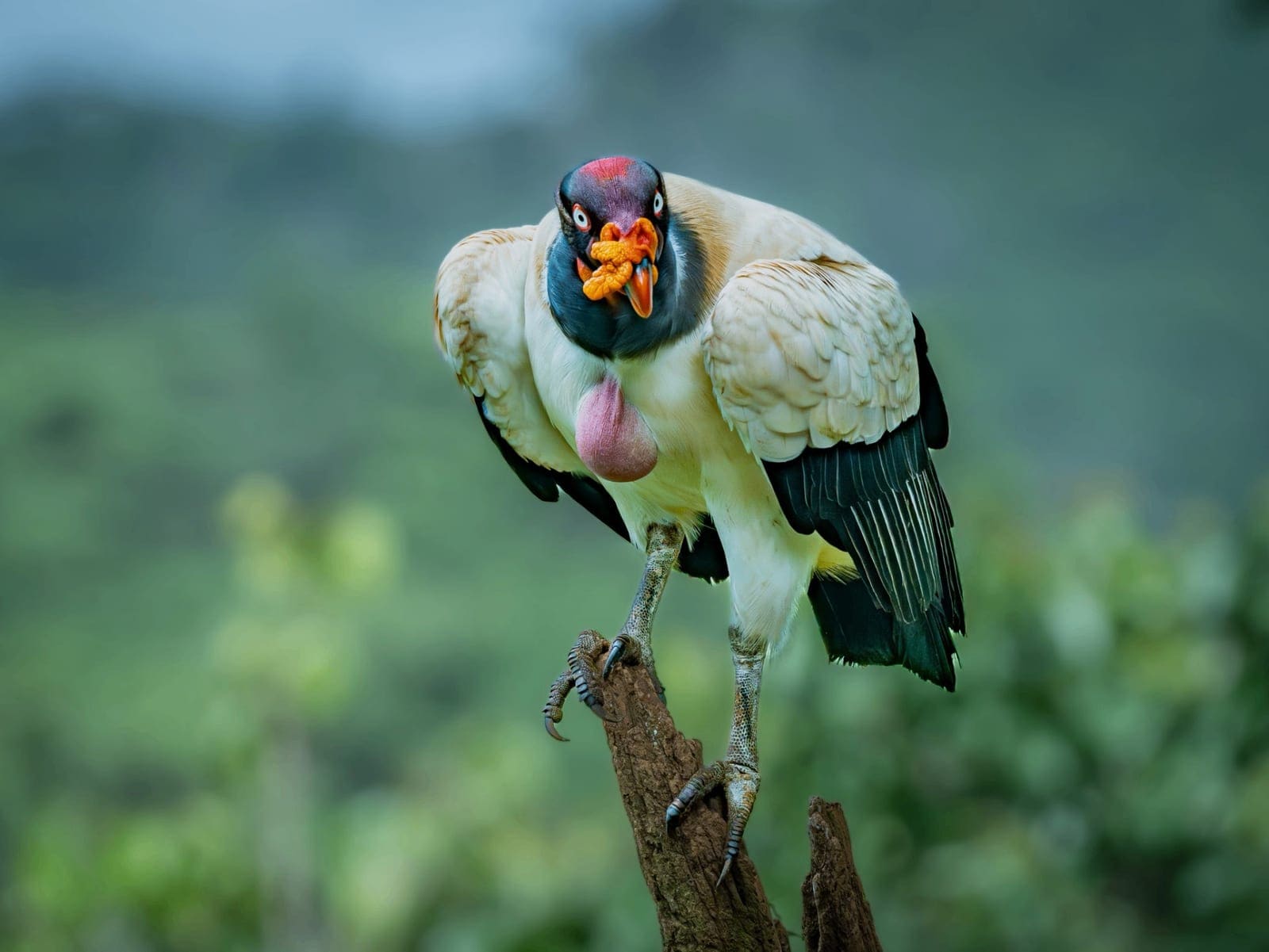 King Vulture Photography Guide | Boca Tapada Costa Rica