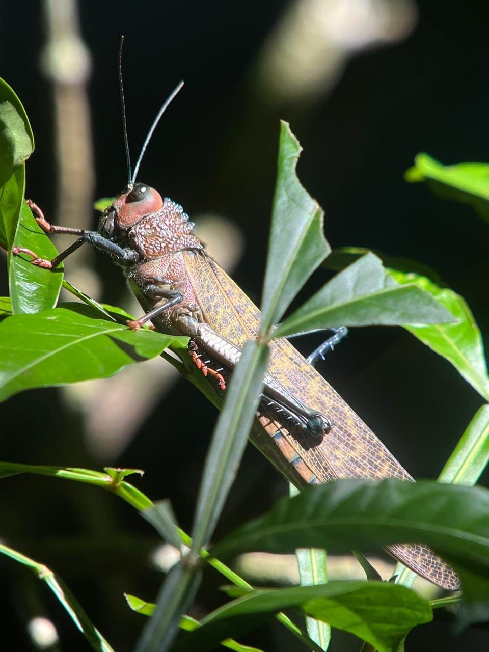 Lichen-mimic katydid camouflaged on a stem in Manuel Antonio National Park, Costa Rica