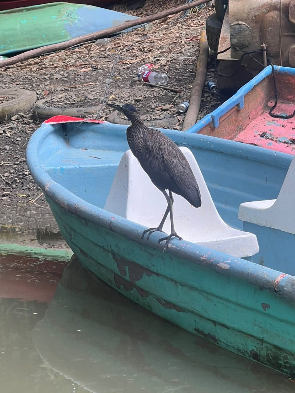 Little blue heron perched on a boat in the Damas mangrove estuary, Quepos