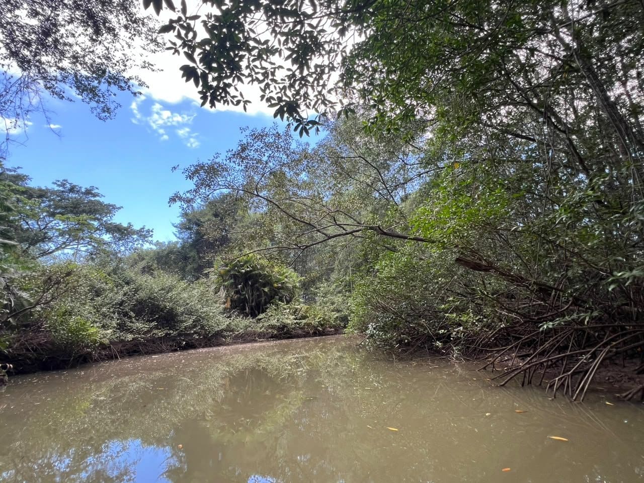 Damas Island mangrove channel under blue sky, Central Pacific Costa Rica