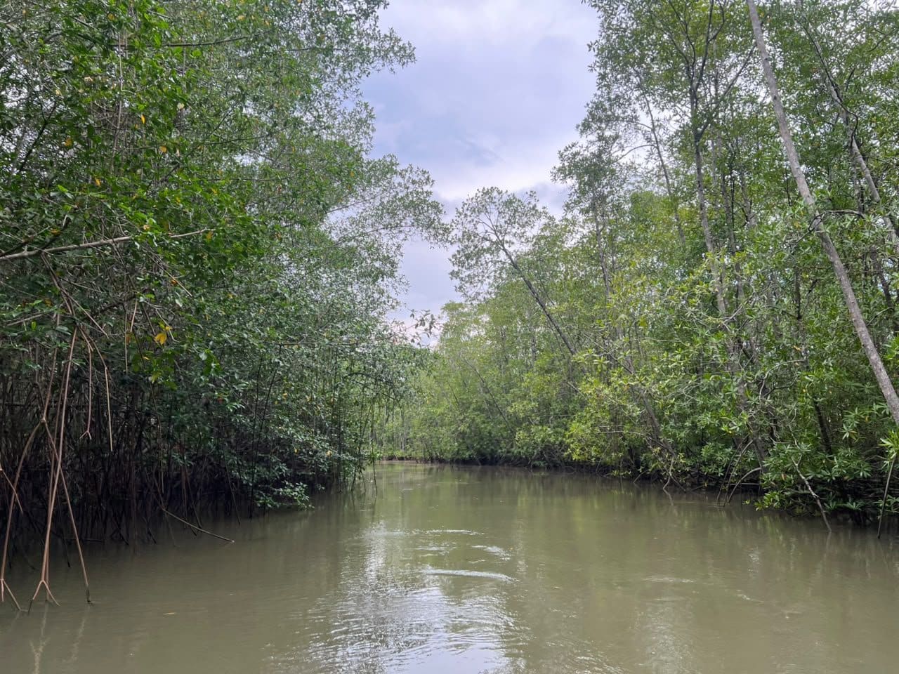 Wide saltwater channel lined with red mangroves on the Damas Island boat tour, Quepos Costa Rica
