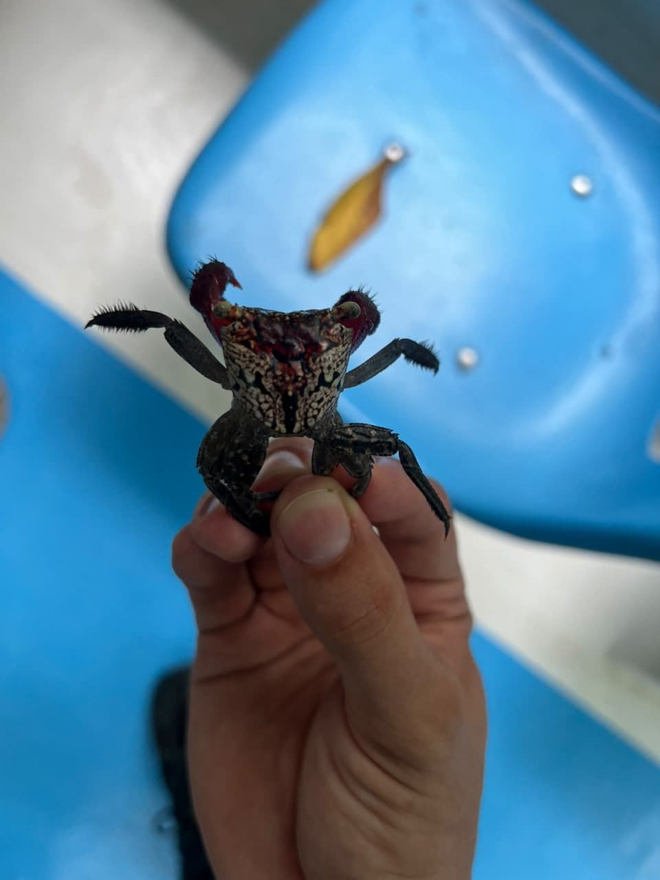 Mangrove crab shown up close by the naturalist guide on the Damas Island boat tour