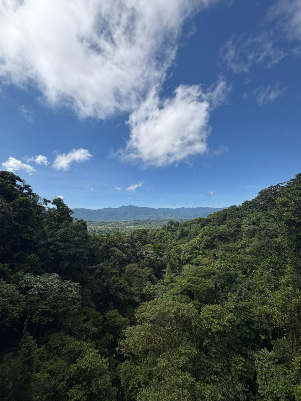 Rainforest canopy view from a Mistico hanging bridge in Arenal