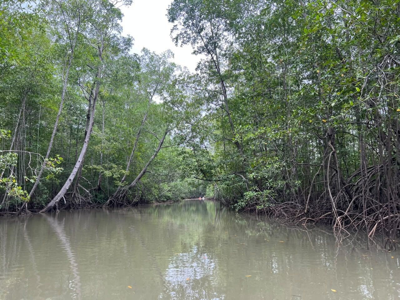 Narrow mangrove channel navigated by boat at Isla Damas near Manuel Antonio, Costa Rica