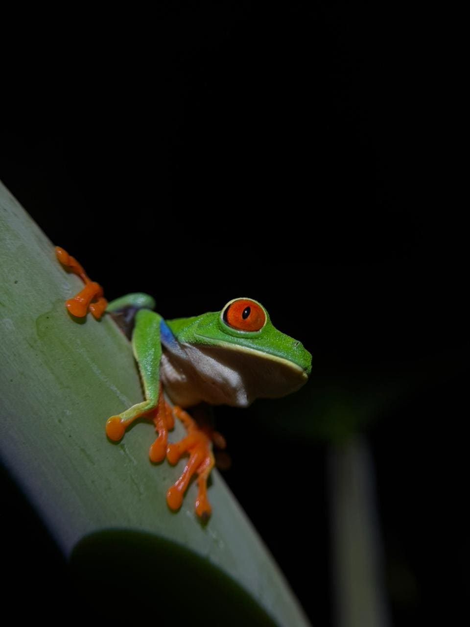 Frog photographed during a Papa's Place rainforest night walk