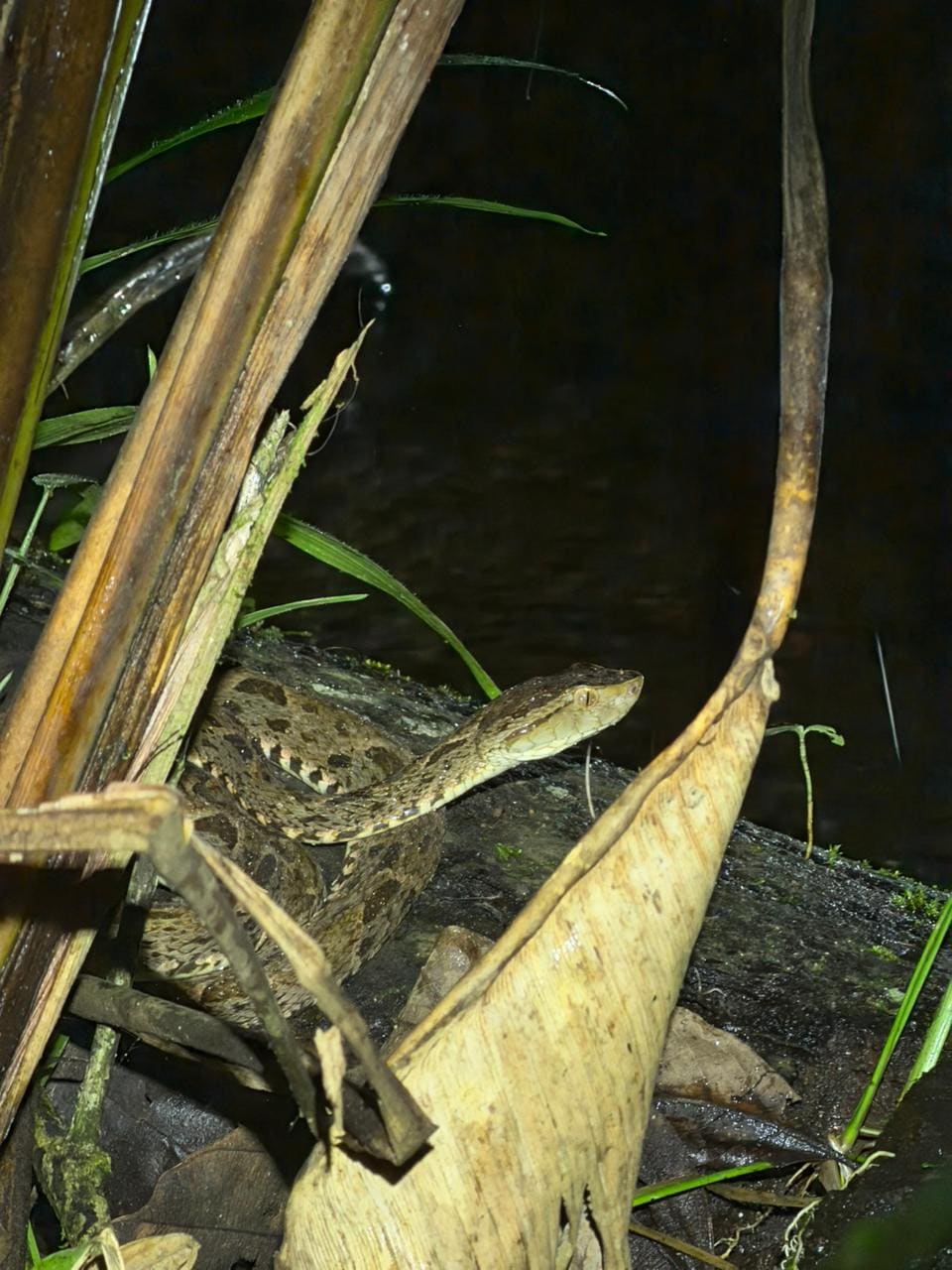Snake encountered at Papa's Place night tour, La Fortuna