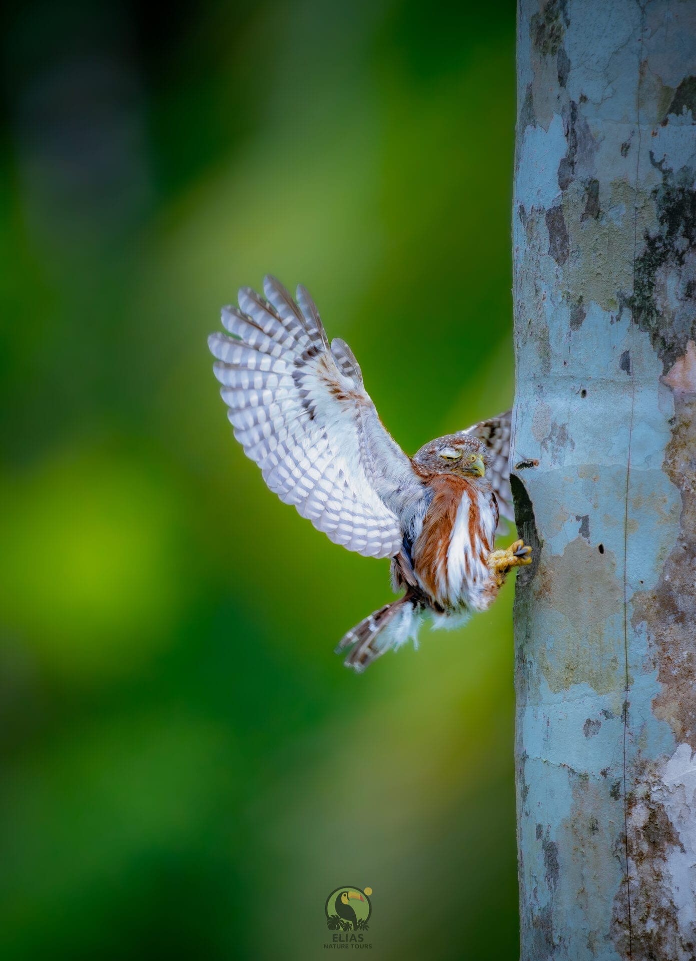 American Pygmy Owl at nesting cavity — Boca Tapada
