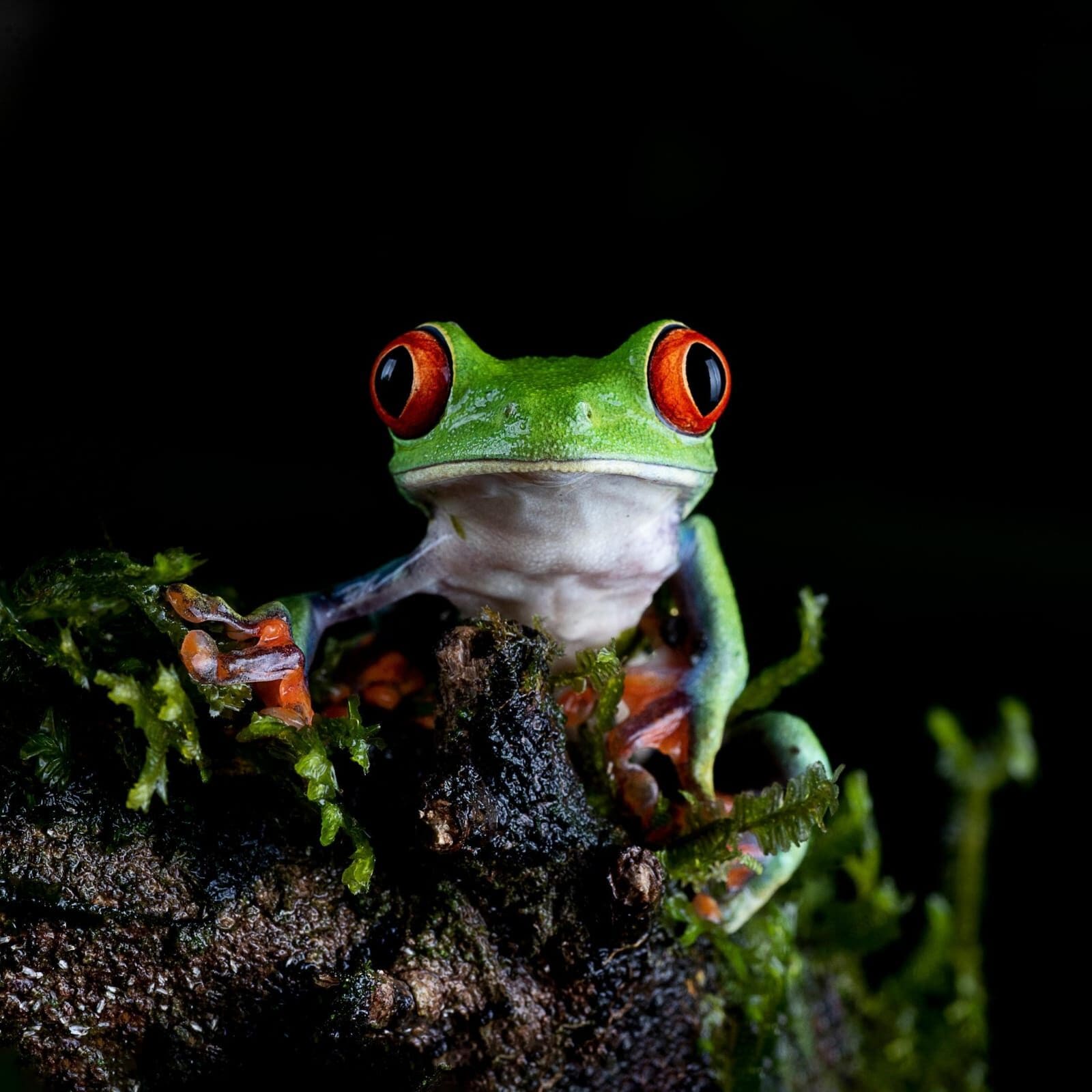 Red-eyed Tree Frog macro — Boca Tapada, Costa Rica