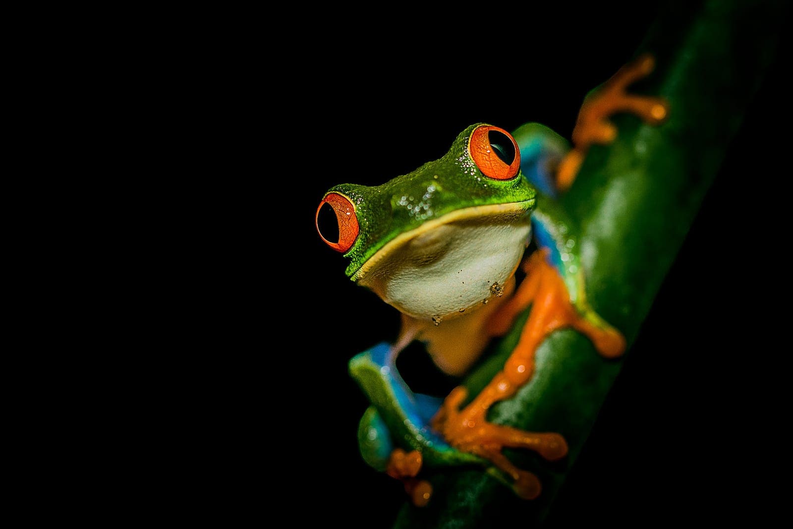 Macro Night Photography in Costa Rica (2026)