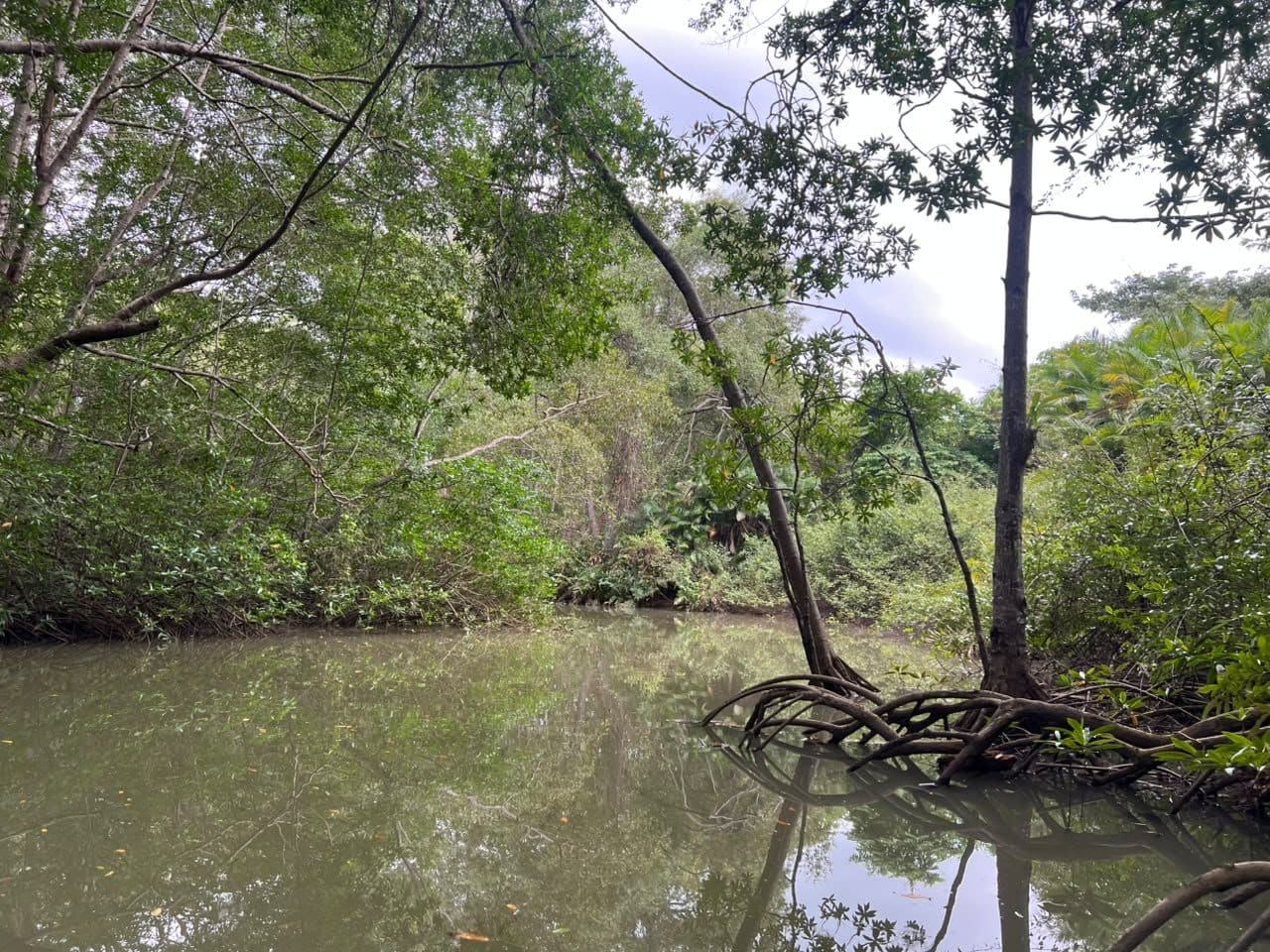 Red mangrove stilt roots reflected in still water, Damas Island estuary Costa Rica