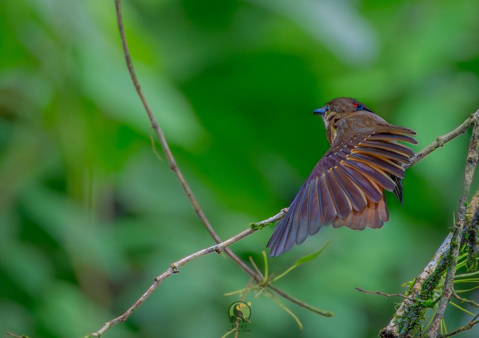 Royal Flycatcher: Where to See It in Costa Rica