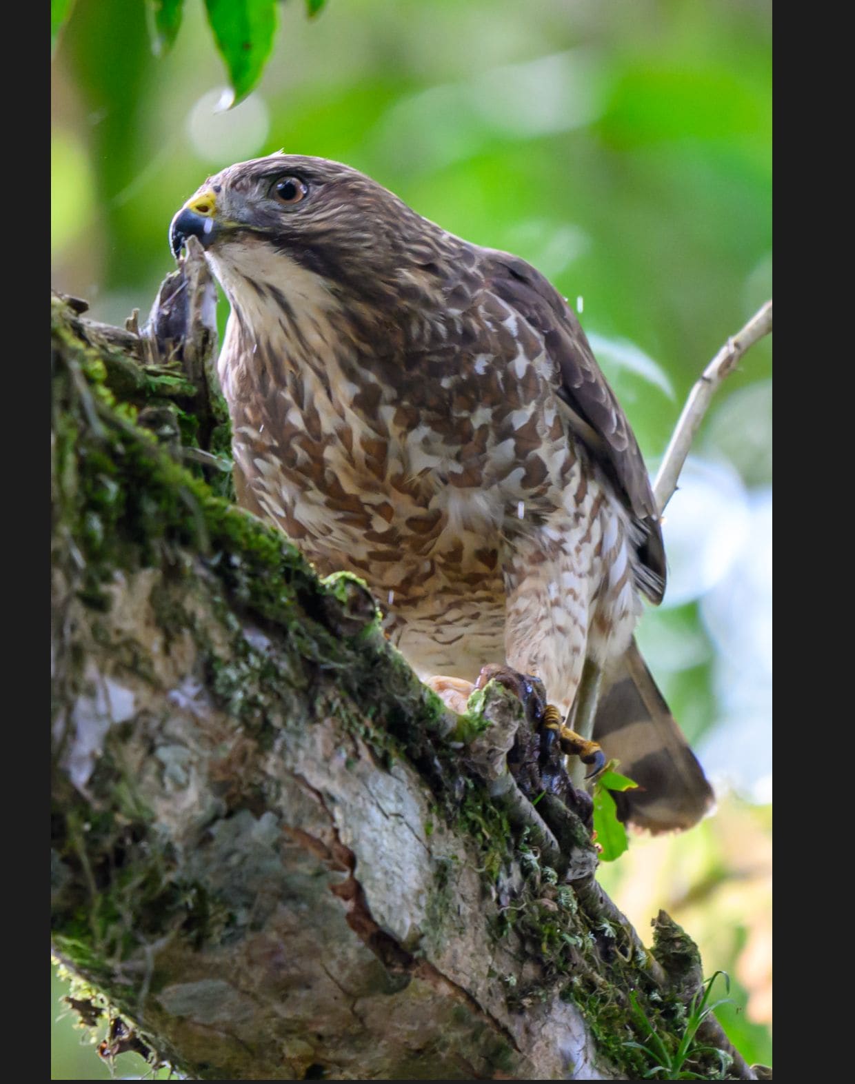 Hawk spotted on the Peñas Blancas safari float tour, Arenal