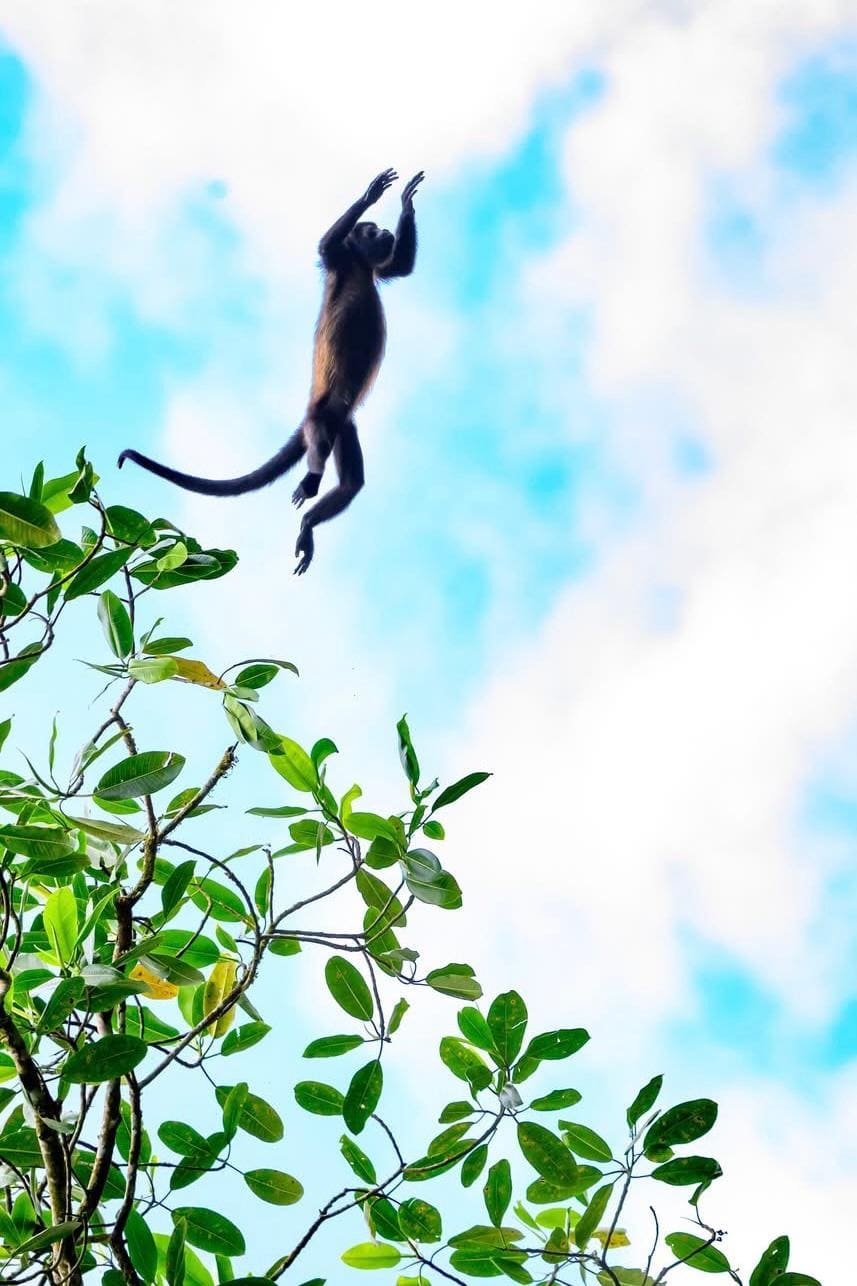 Central American Spider Monkey jumping (Ateles geoffroyi) — Peñas Blancas River, Costa Rica