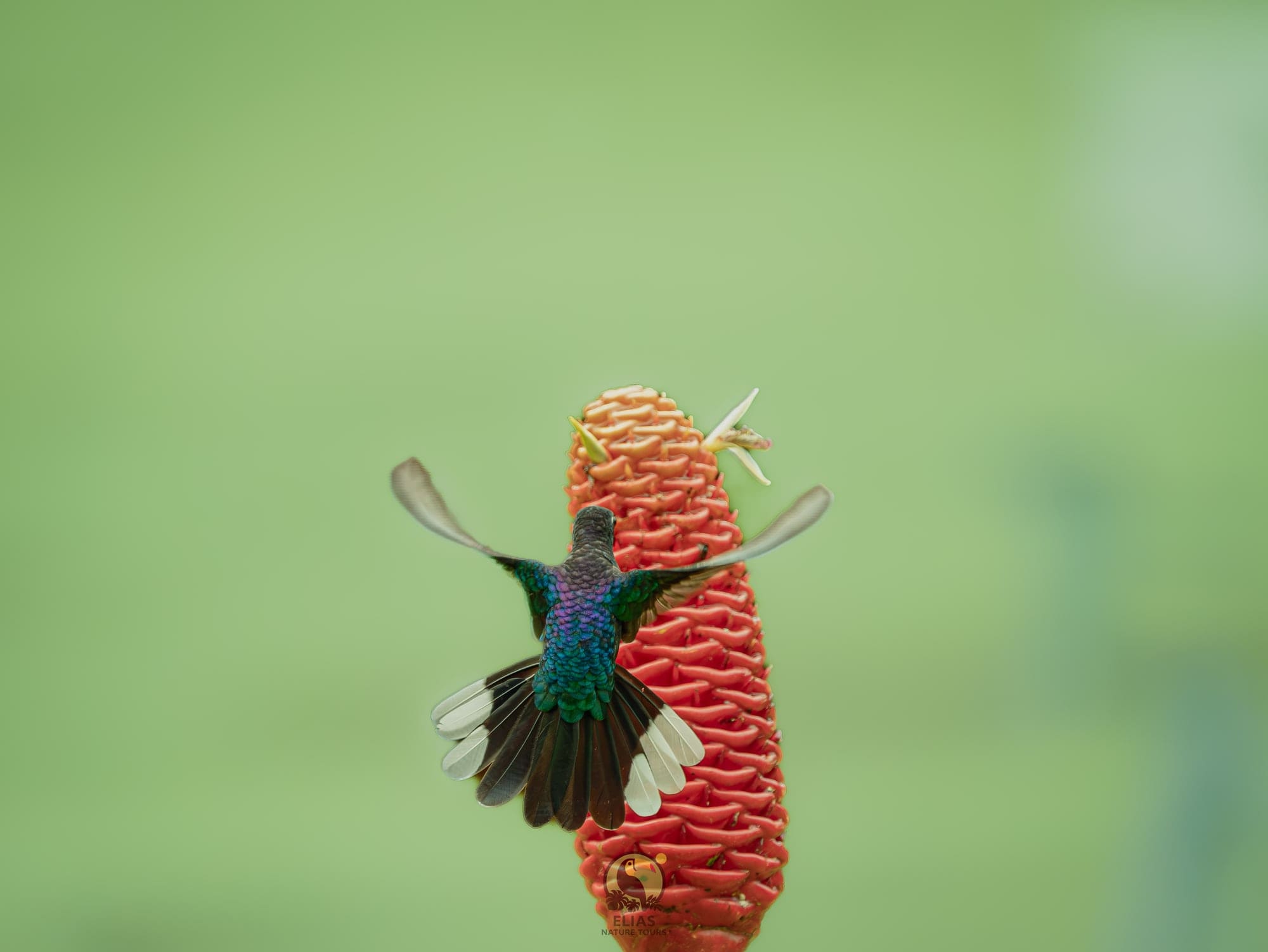 Valle de los Quetzales – Full Day Birding & Photography Tour