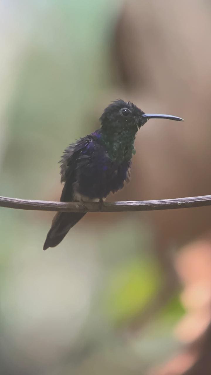 Violet sabrewing hummingbird at Esquipulas, Manuel Antonio area
