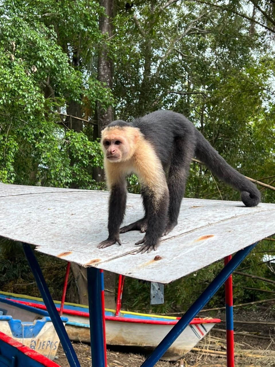 White-faced capuchin monkey walking on the boat roof during the Damas mangrove tour
