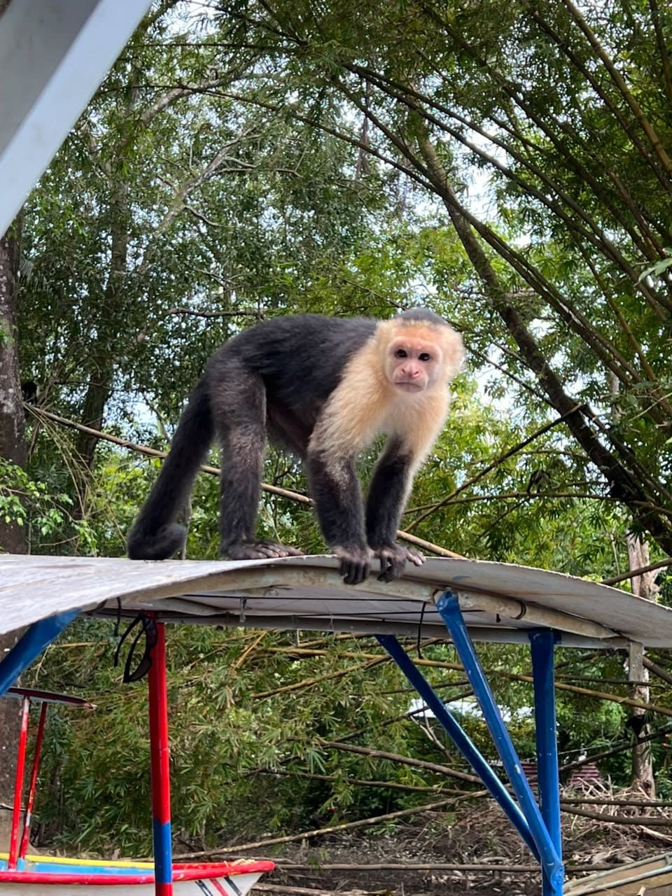 White-faced capuchin monkey visiting the boat in the Damas mangroves, Quepos