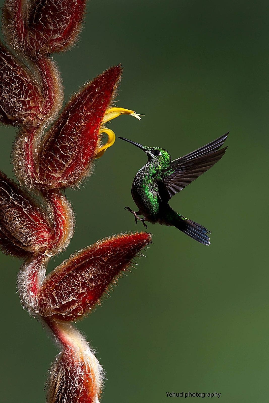 Perched bird photographed during a workshop session