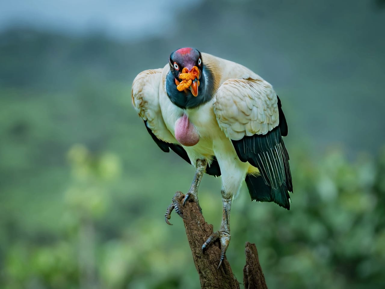 King Vulture — Sarcoramphus papa