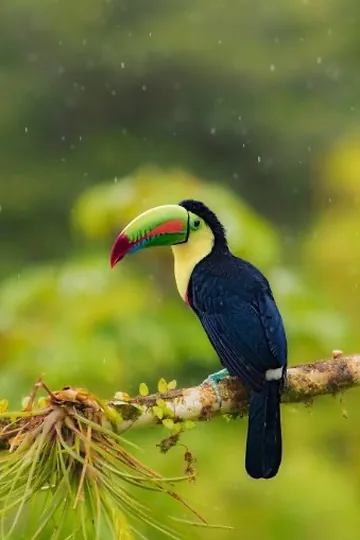 Arenal Observatory – Birding & Wildlife Walk