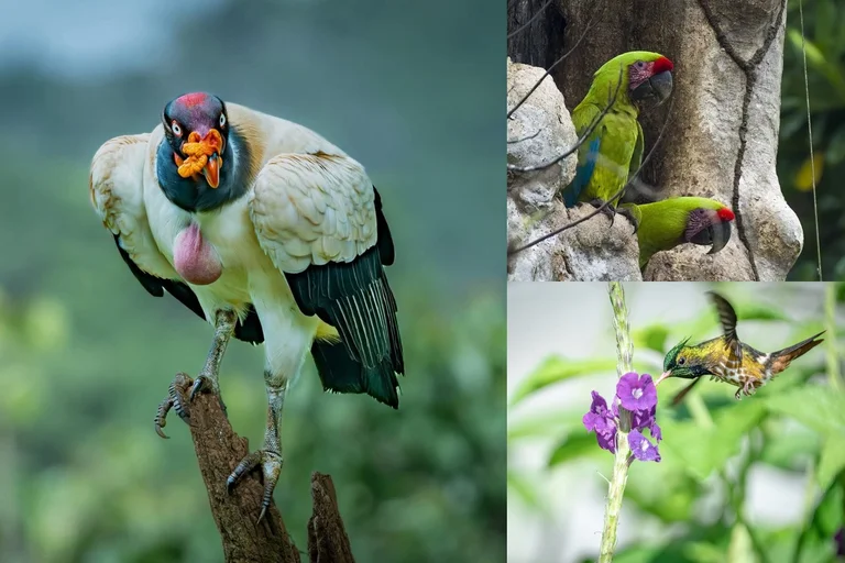 Boca Tapada – Full Day Bird Photography Tour