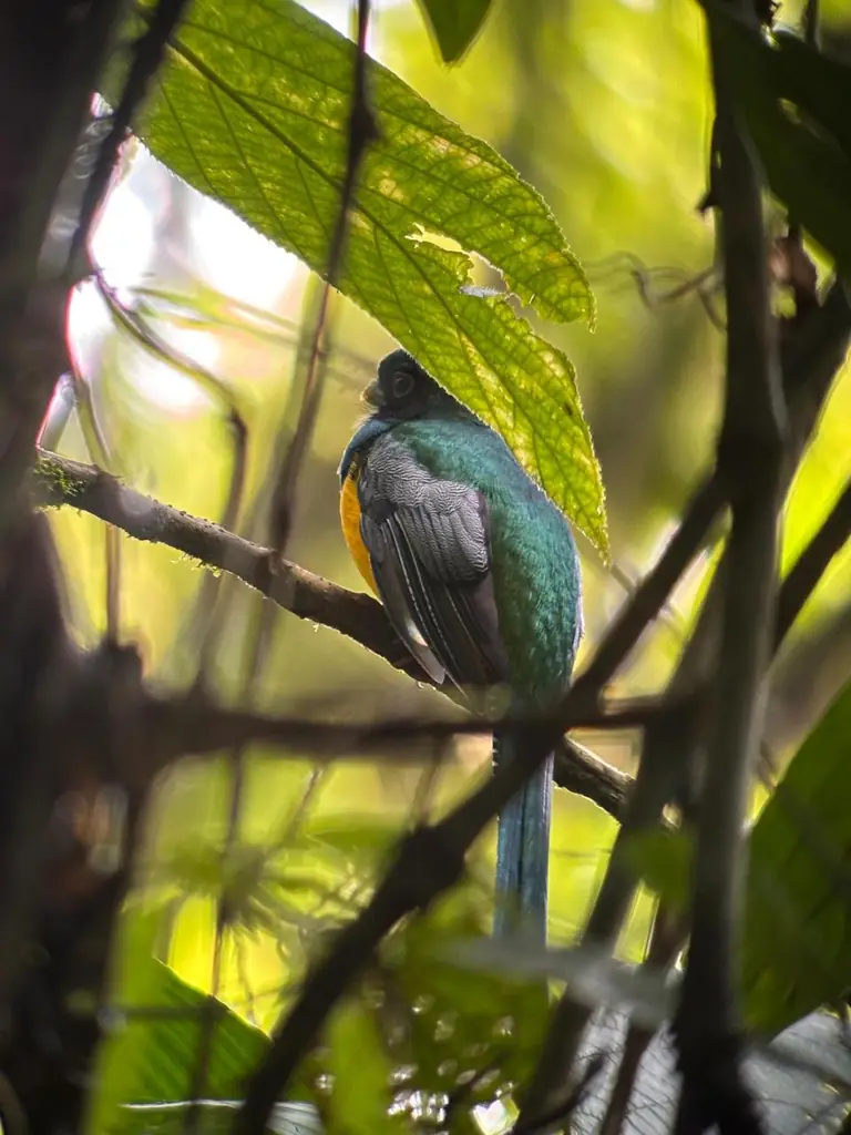Bogarín Trail – Sloths & Wildlife Tour