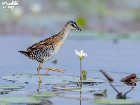 Caño Negro Wildlife Tour