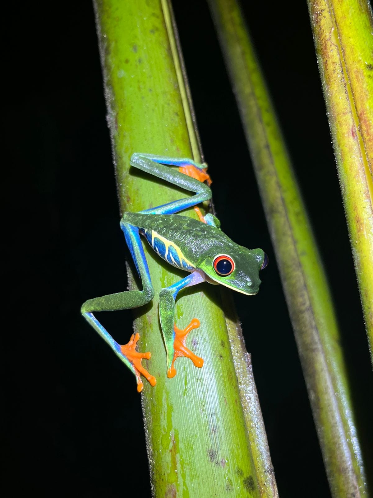 Ecocentro Danaus night tour La Fortuna