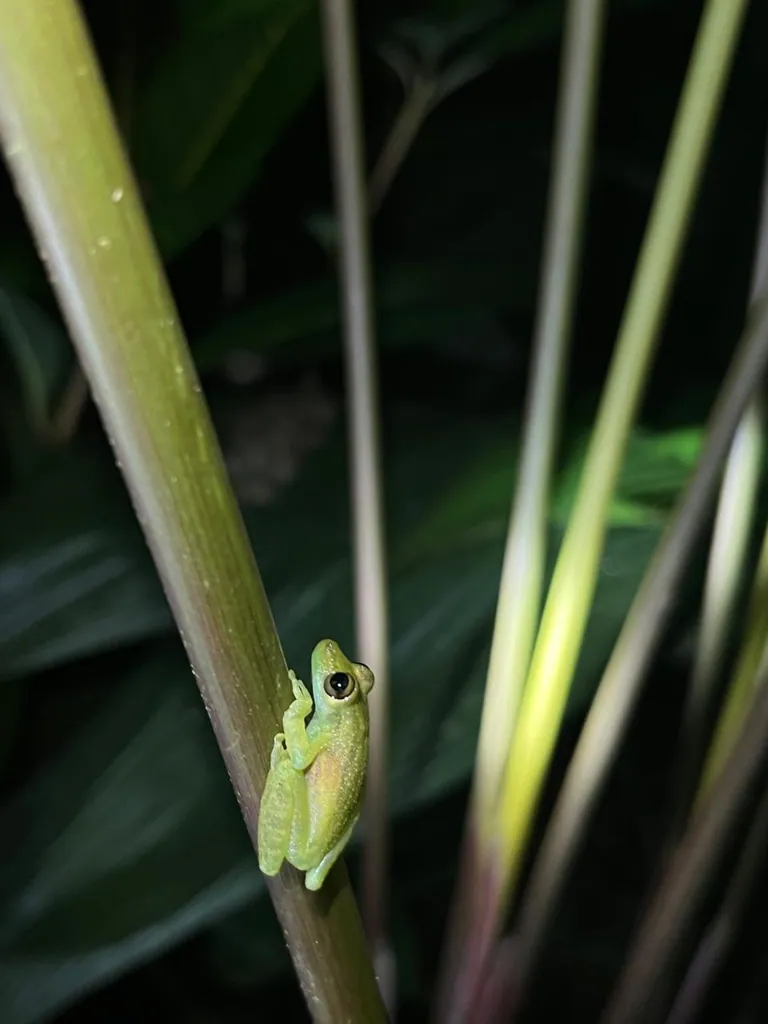 Rainforest Macro Night Photography Experience