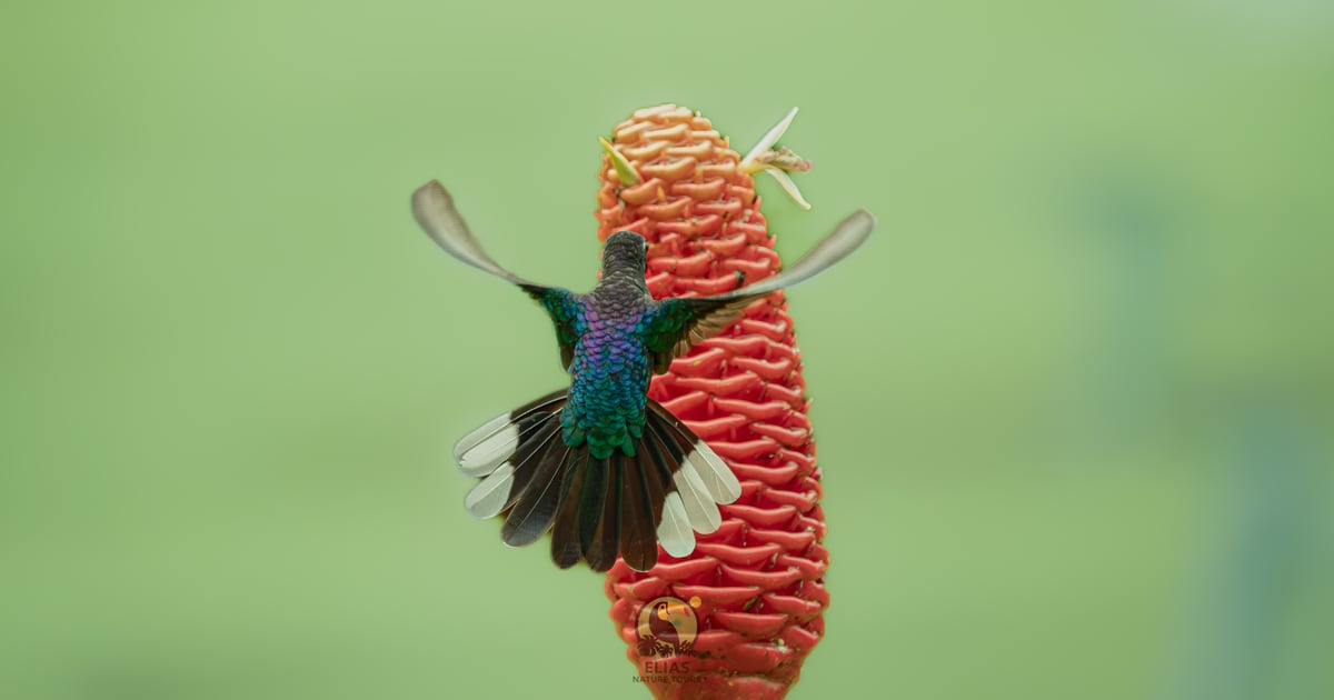 Valle de los Quetzales – Full Day Birding & Photography Tour
